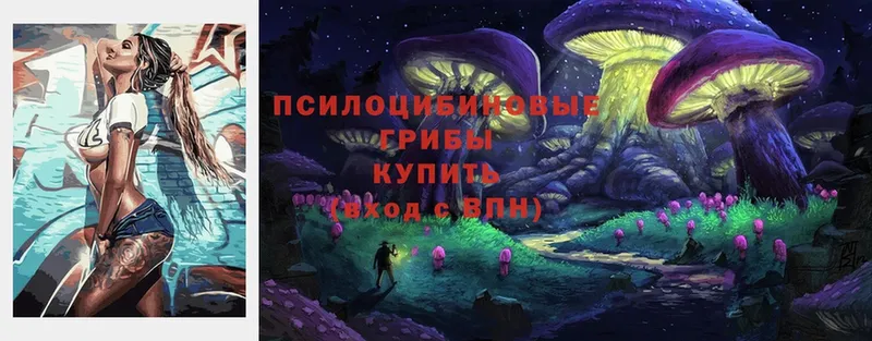 Галлюциногенные грибы Psilocybe  Ишим 